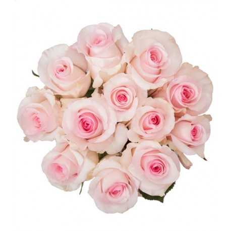 Ramo de 12 Rosas Rosadas