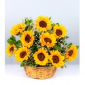 Canasta, 10 Girasoles