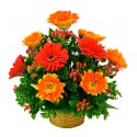 Canasta 12 Gerberas Surtidas